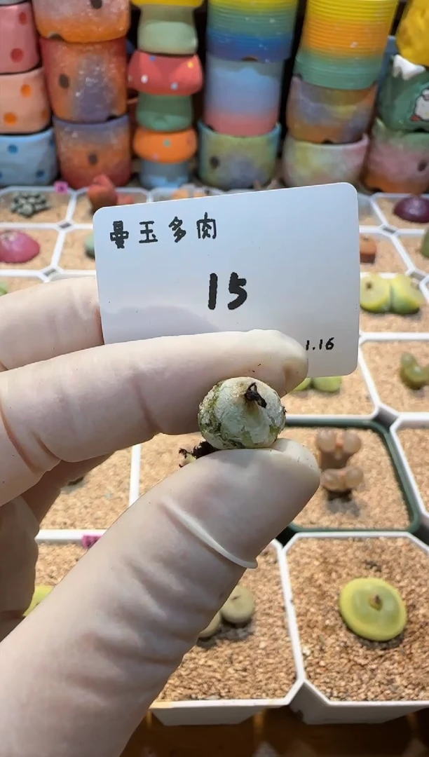 【闪购商品】25.1.16-15粥粥