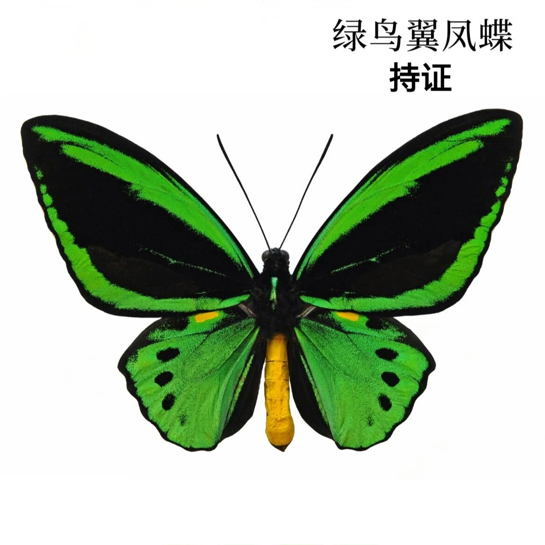 绿鸟翼凤蝶 A1蝴蝶相框装饰画流氓叙事缪宏谟剧本杀伴手礼
