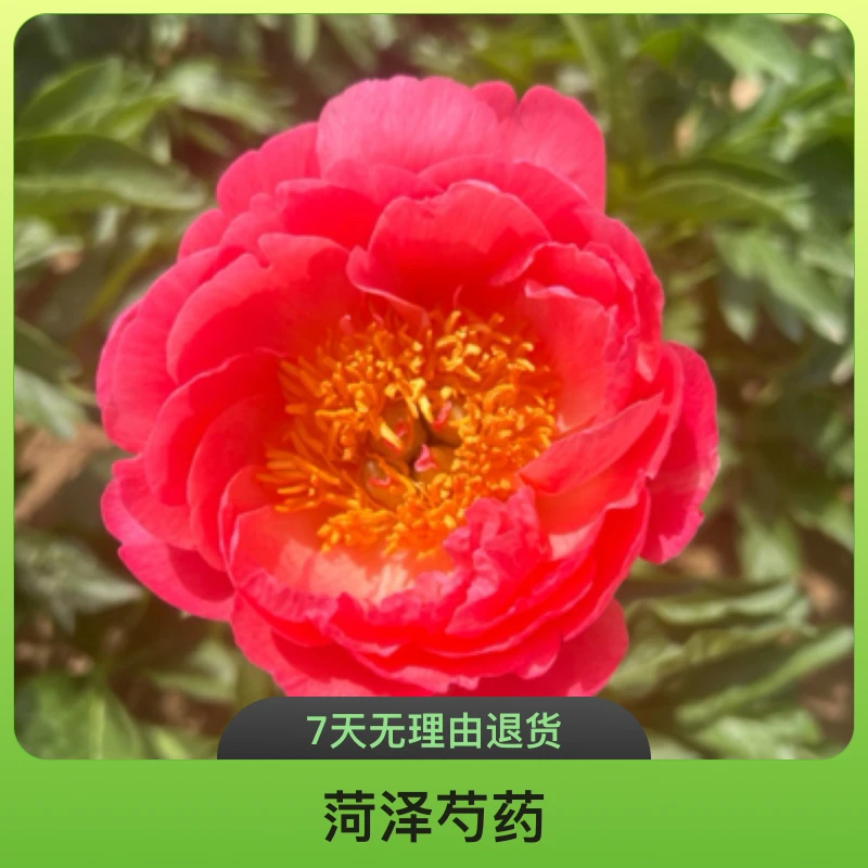 进口芍药，【珊瑚落日】，基地直发