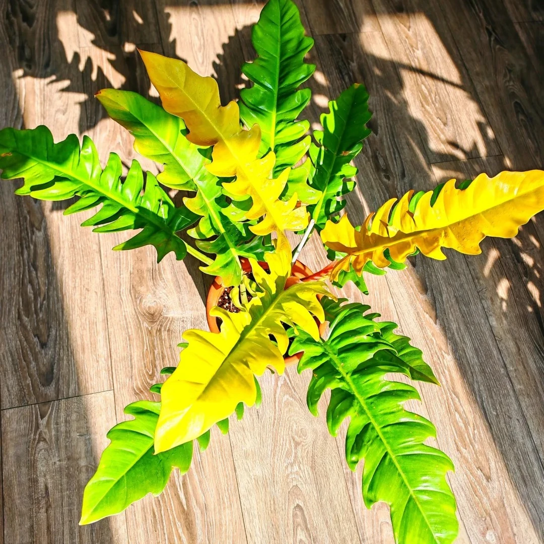 黄金火之戒蔓绿绒锦盆栽观叶植物网红室内美化好养ins风热植