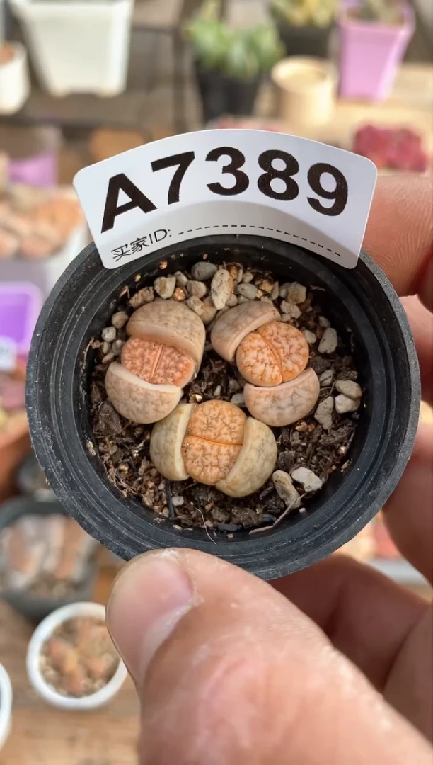 【闪购商品】7389直播间一物一拍