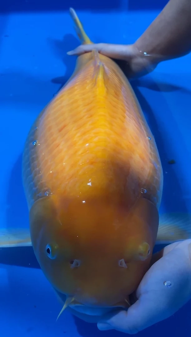 锦鲤佛山金隆锦鲤直播专用闪购链接，不支持7天无理由退货退款