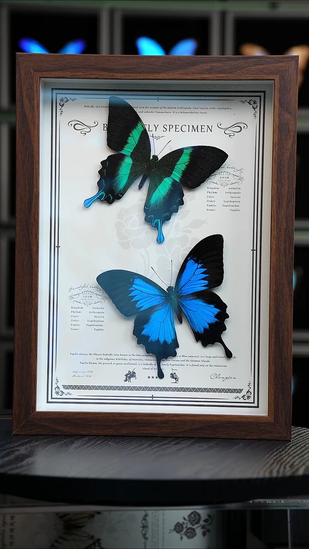 天堂凤蝶+爱神凤蝶A4复古框