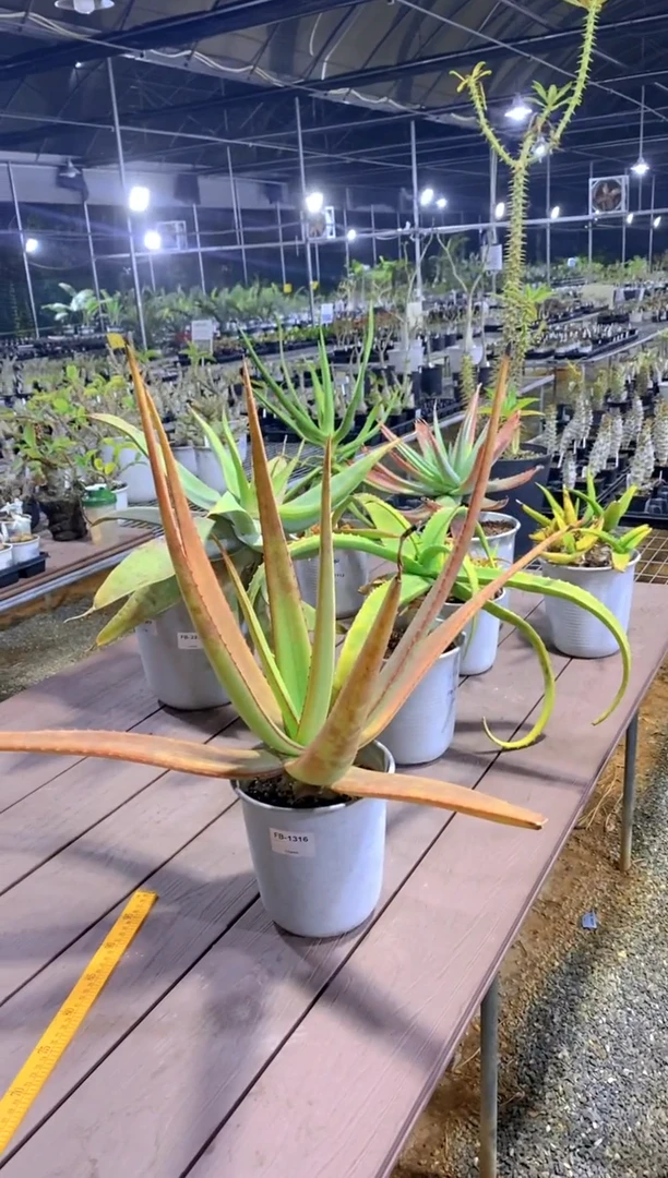 【闪购商品】原生芦荟脱土FB-1316