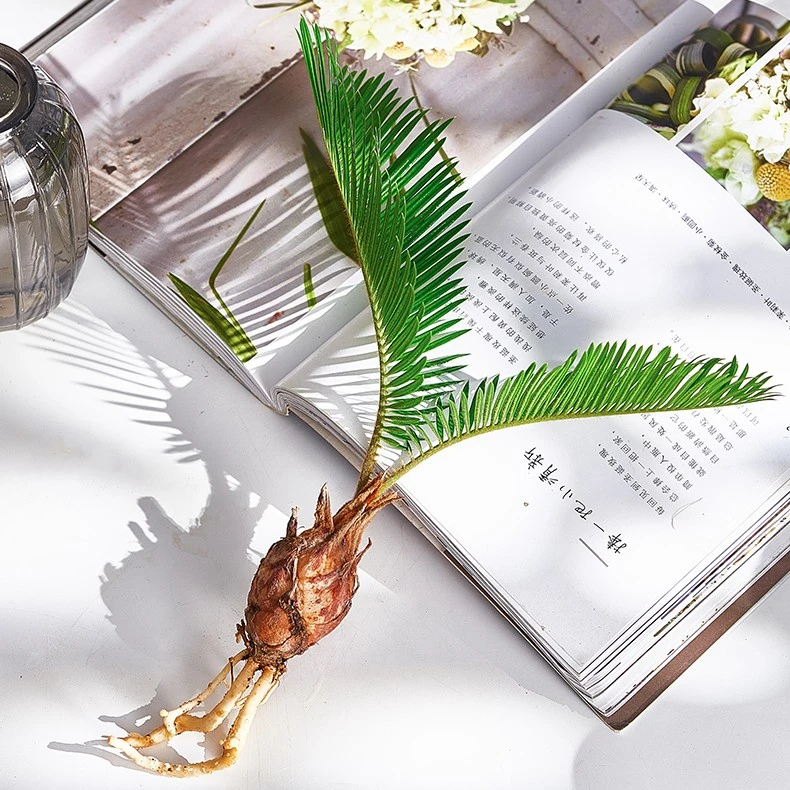 铁树宝宝盆景桌面盆栽办公室书房卫生间小绿植耐阴好养植物