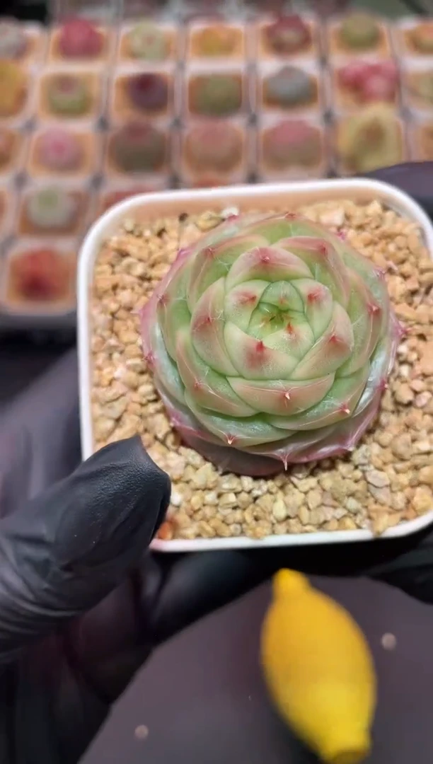 闪购3297 翡冷翠多肉一颗  3.8-4厘米