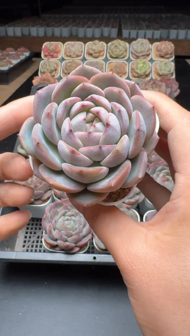 【闪购商品】960号一物一拍珍妮多肉花卉植物3颗起发