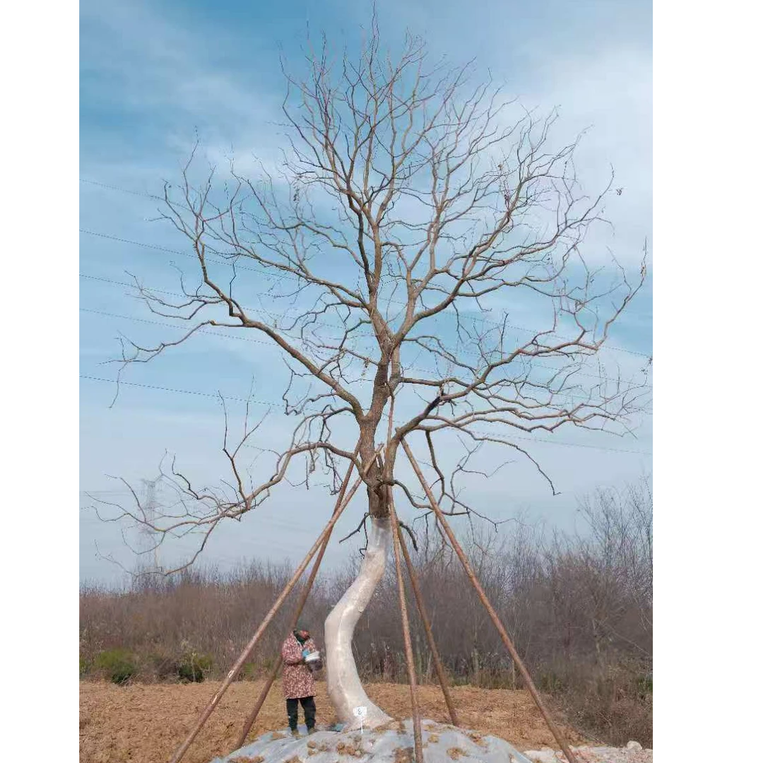 精品乌桕树 朴树