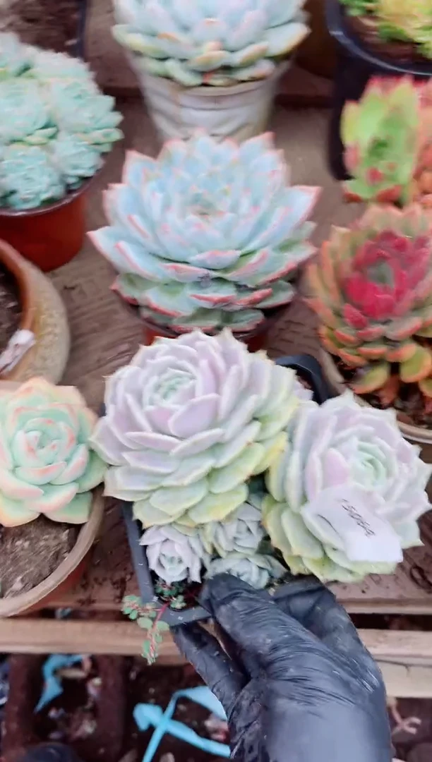 ??15064多肉植物一物一拍