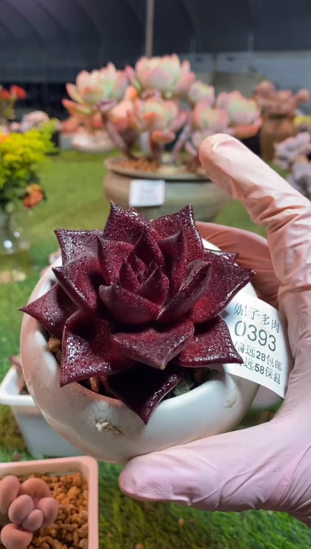 【闪购商品】0393a