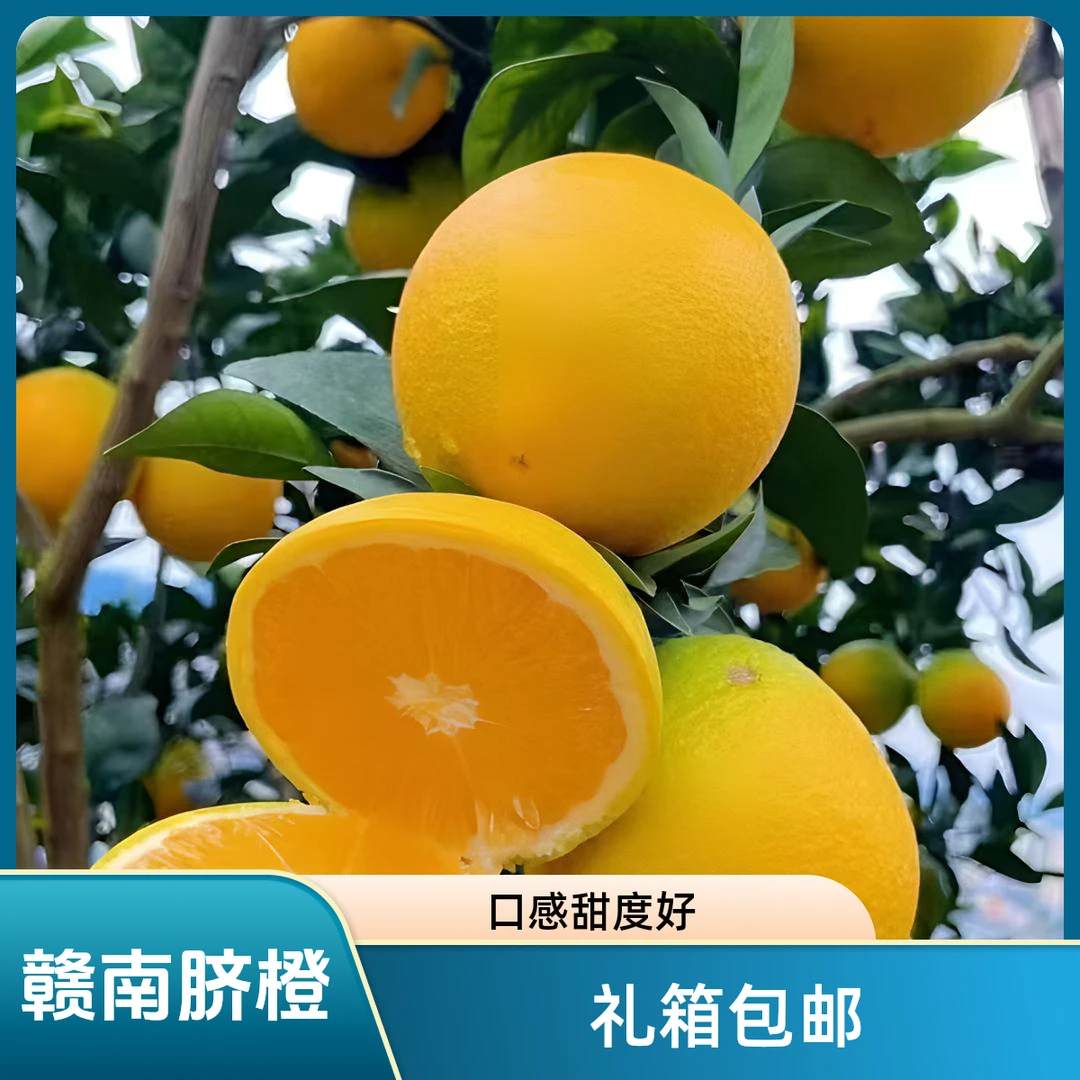 【江西赣南脐橙】正宗江西赣南脐橙产地现摘现发果甜度高5斤10斤装