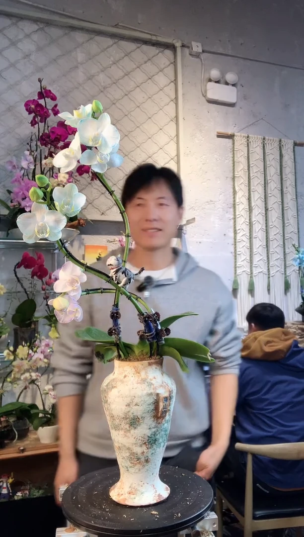 大部分花苞少量开放678蝴蝶兰一物一拍