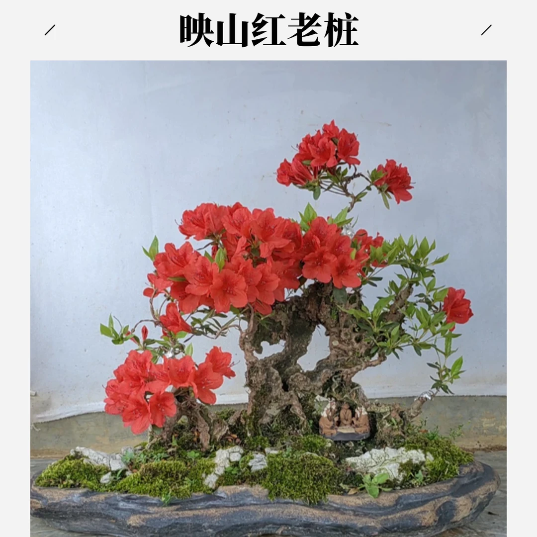映山红老桩盆景树桩绿植红色杜鹃花基地直发一物一拍