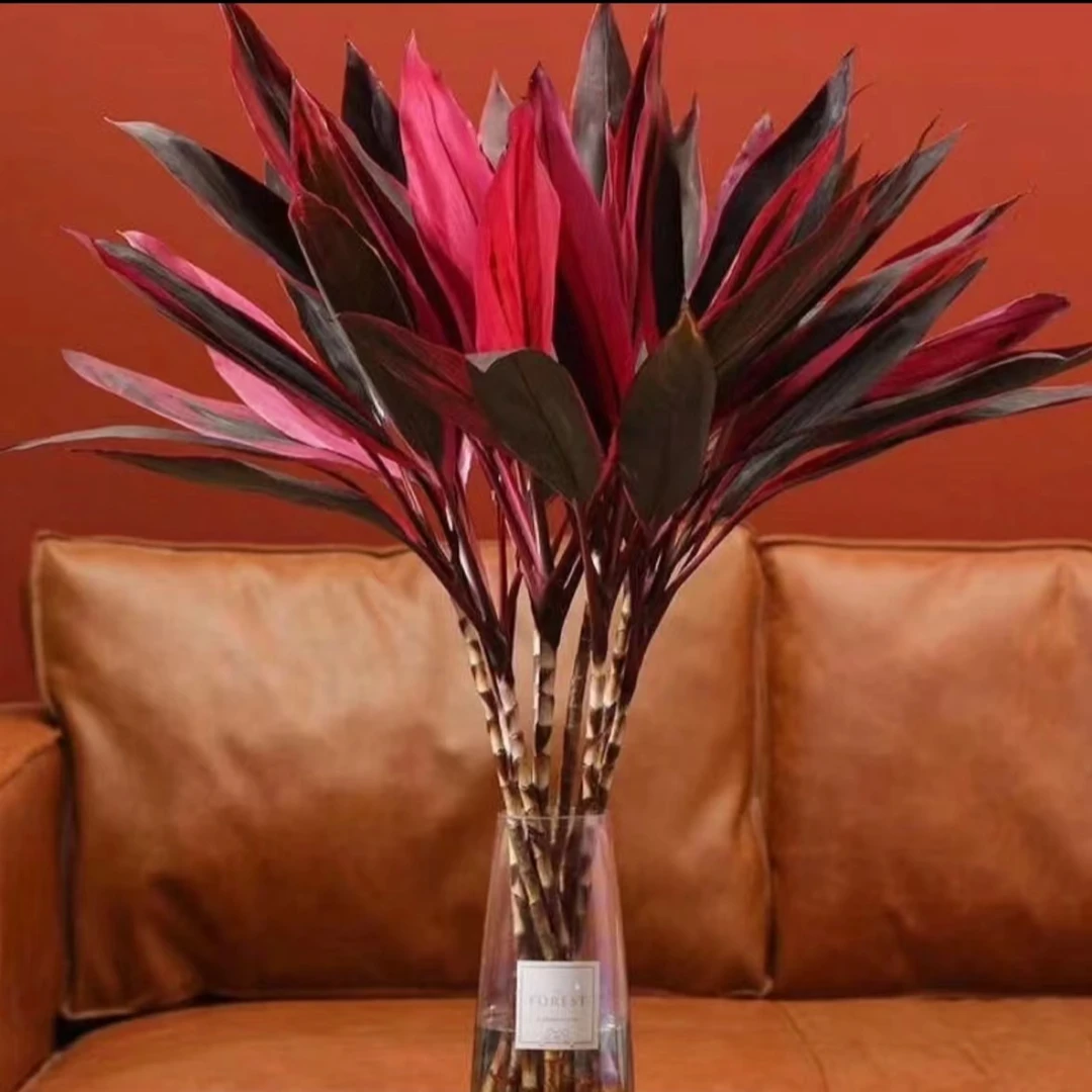 紫竹鸿运竹水培转运竹年宵花富贵竹水养花室内花正常办公室盆栽