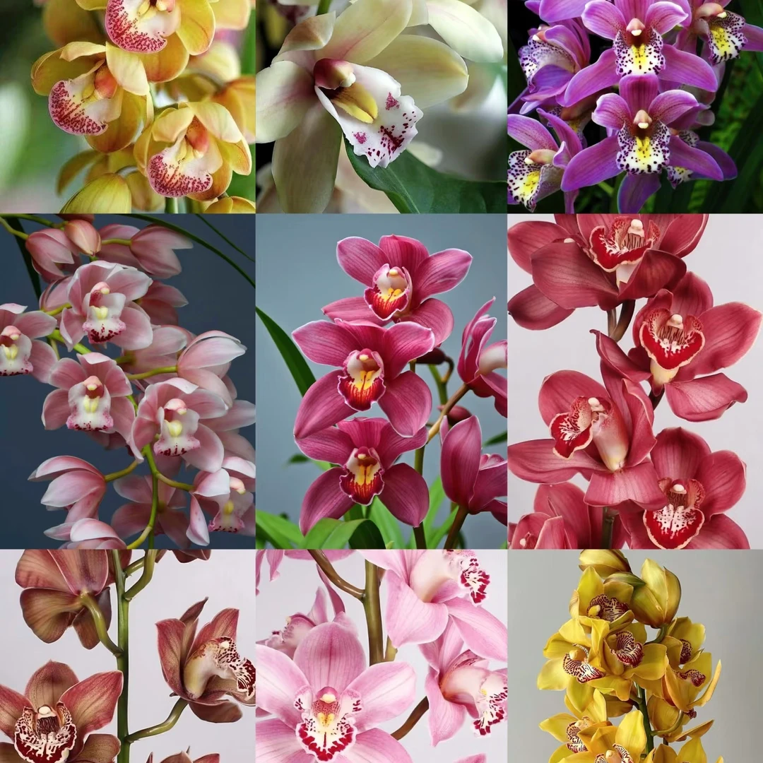 【一单不售后|大花惠兰】稀缺小众高端花材 花期长 雍容华贵 鲜切花
