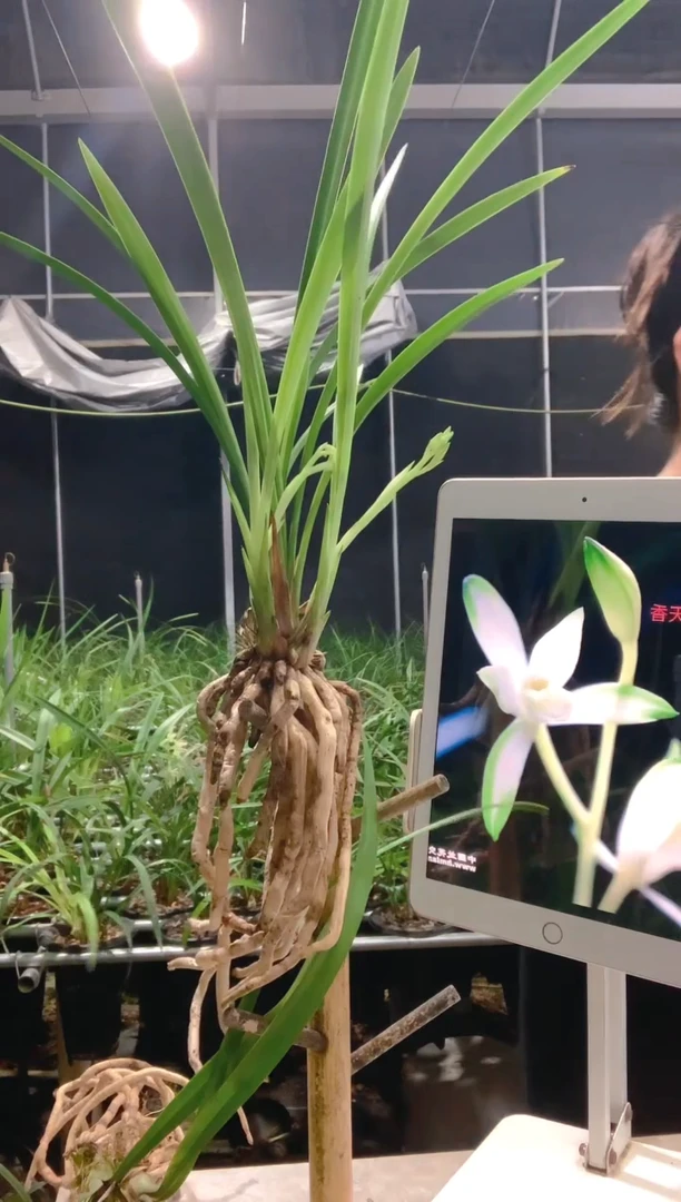 当前无花朵，栽培后可花朵苏**叟国色天香