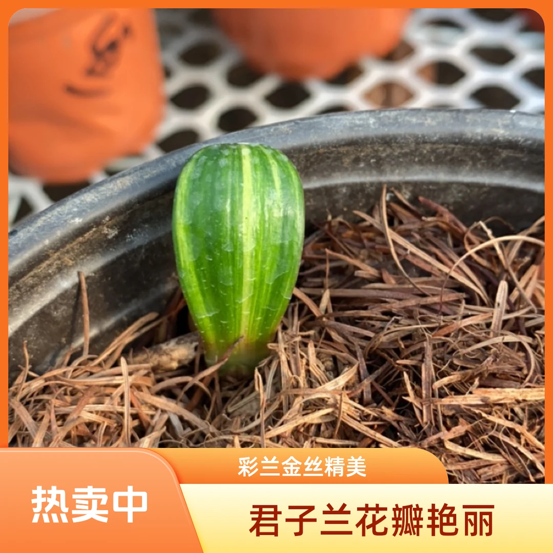 君子兰 彩兰金丝彩  厚板  硬板红花  亮面