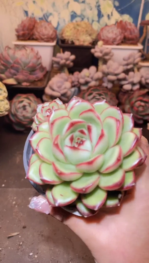 【闪购商品】292万宝龙多肉