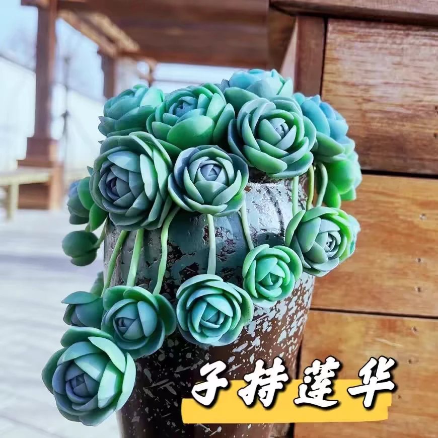 大盆子持莲华以直播间为准【凑满15包邮】