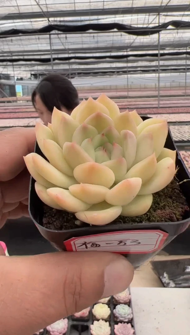 【闪购商品】福利款多肉-53