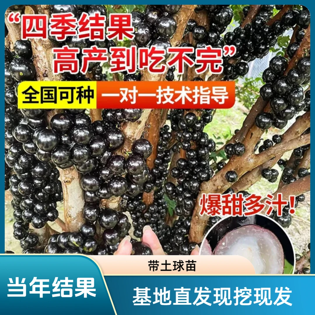 d【当年结果】嘉宝果果树苗南北方抗旱果树苗盆栽地栽