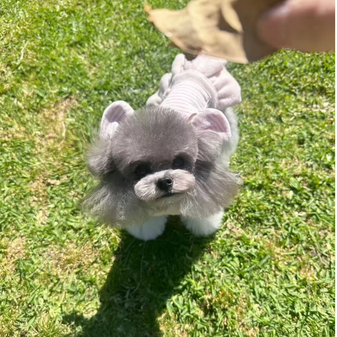 艳艳207李恒纯种泰迪熊