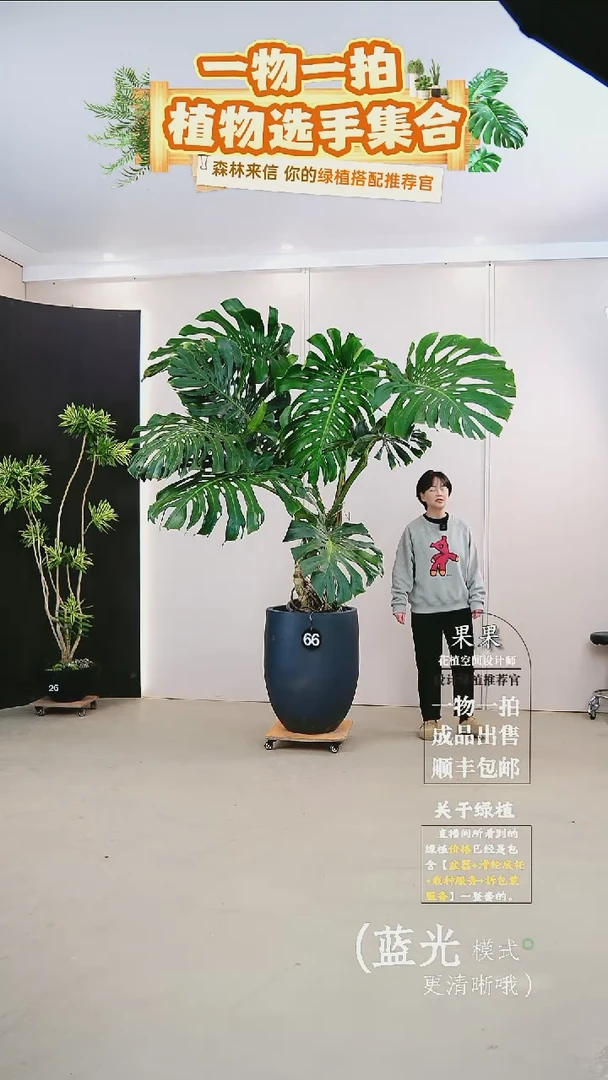 无花朵用****0大老桩龟背竹连盆种好栽好一整套送货上门