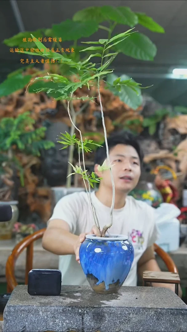 完全开放菩提482+