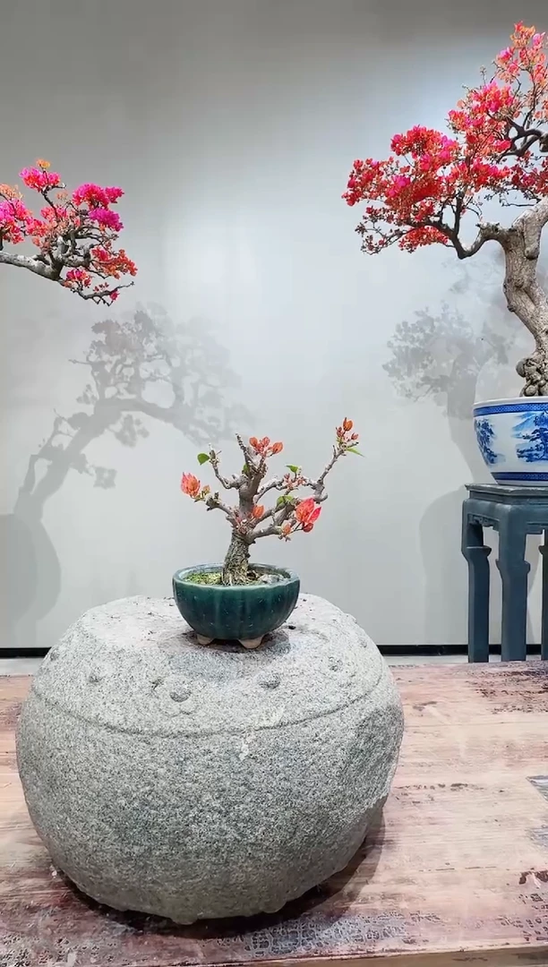 【闪购商品】盆景同安红