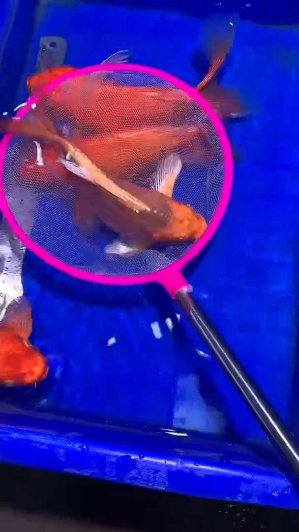 蝴蝶鲤鱼蝴蝶鲤直播选鱼专用链接 凭开箱视频售后