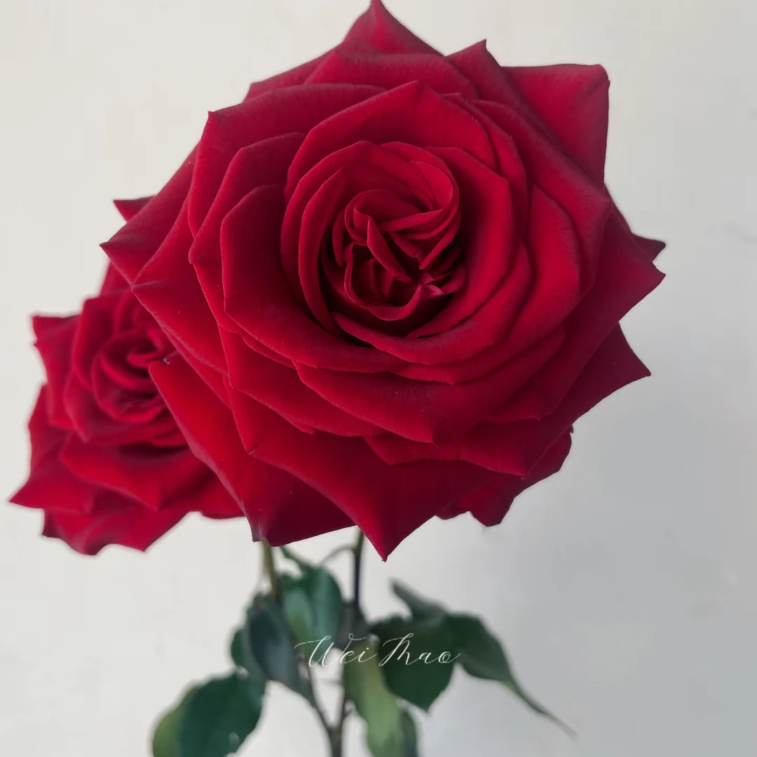 【花和优品】黑魔术——单头玫瑰