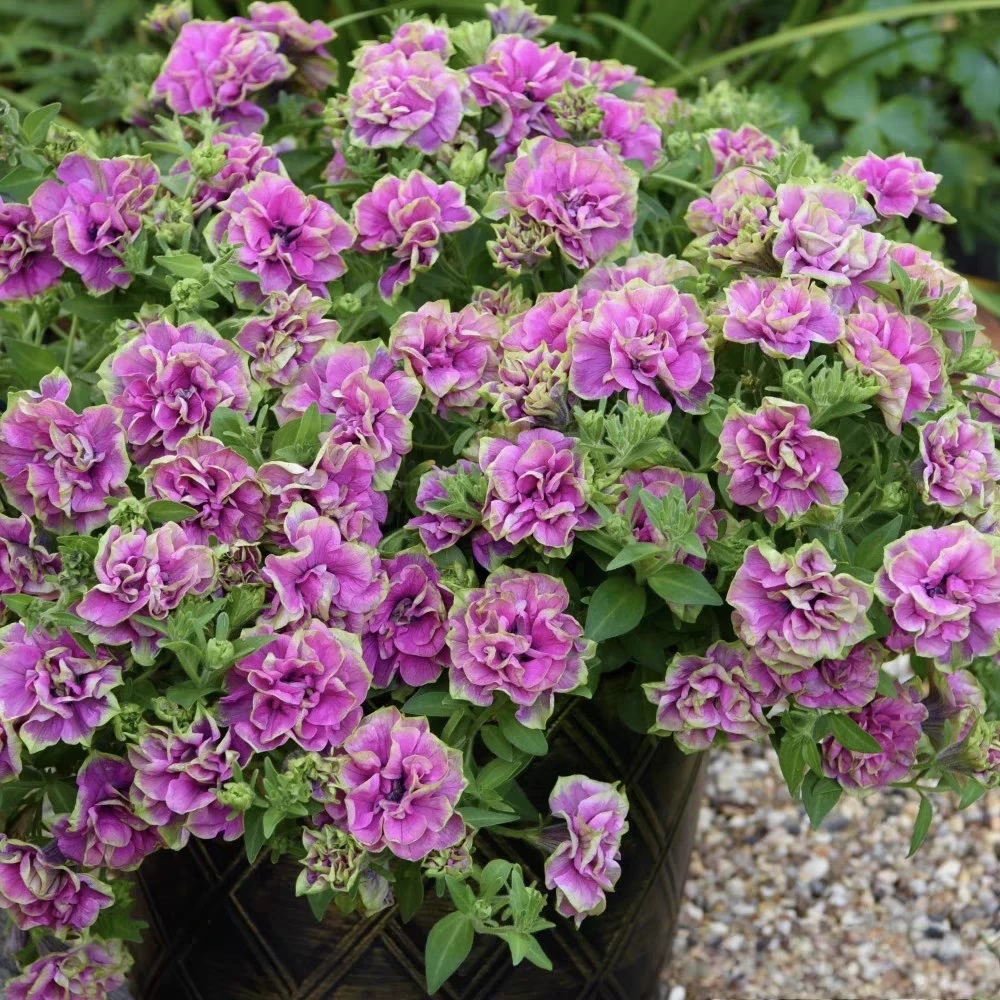 重瓣矮牵牛伊丽莎白戴西罗莎唐布丽娜四季开花养护简单