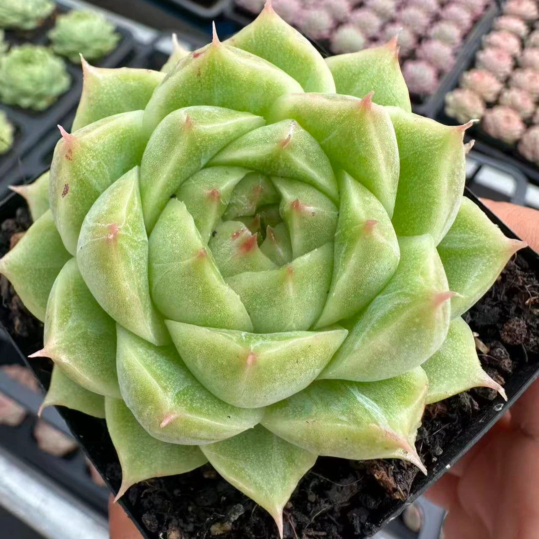 7#旋转木马多肉植物 前男友精品多肉SM1183