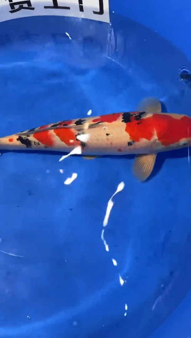 锦鲤锦鲤大正一尾