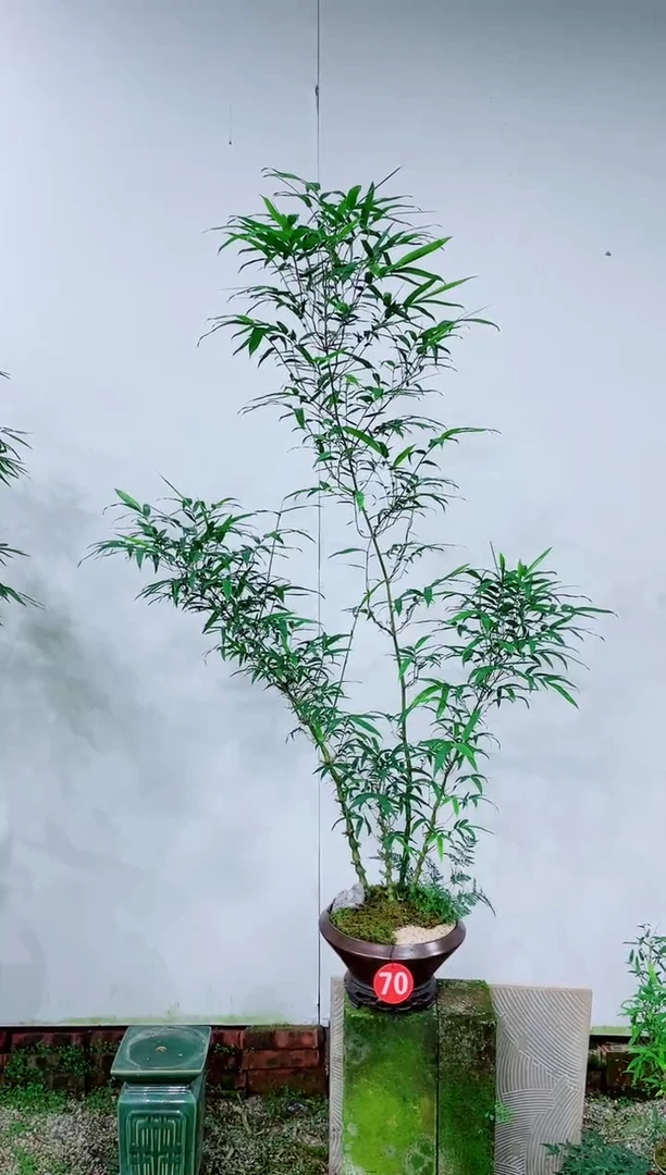 无花朵竹子盆景室内观赏竹