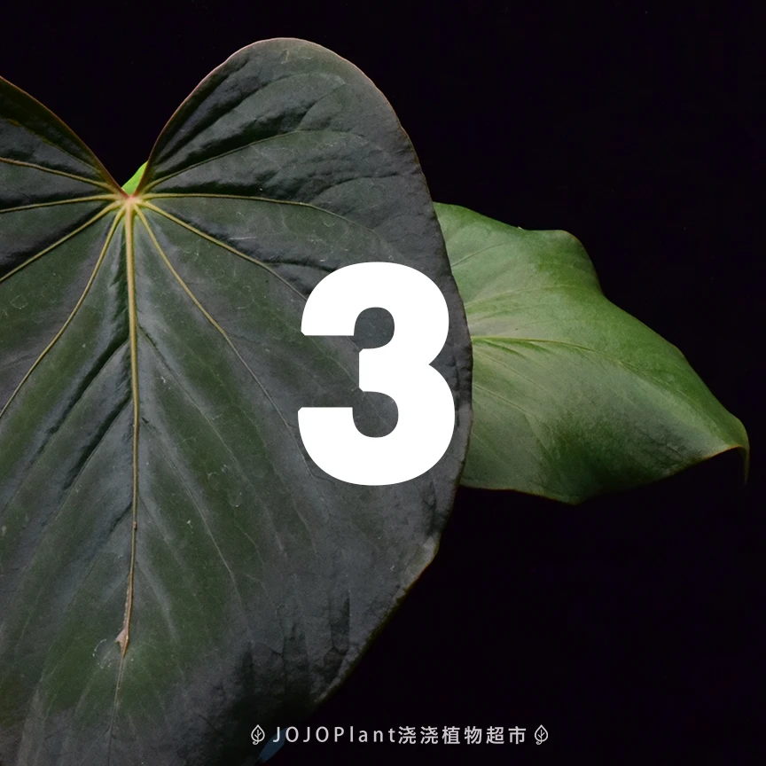 浇浇潮植 【直播链接3】