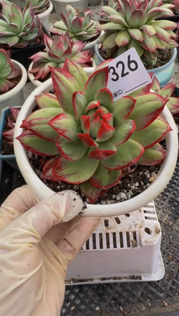 F326惊鸿仙子（裸根发货）