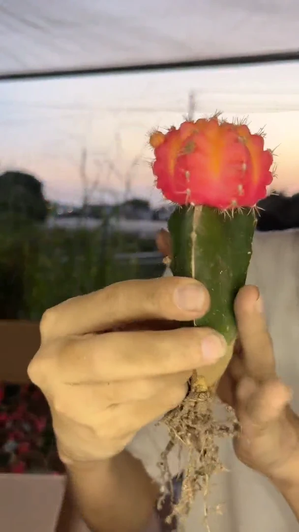 4颗 光辉牡丹【嫁接】