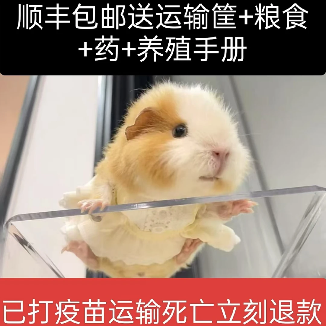 荷兰猪活体宠物宿舍可养的宠物小动物天竺鼠彩豚自家繁殖豚鼠幼崽