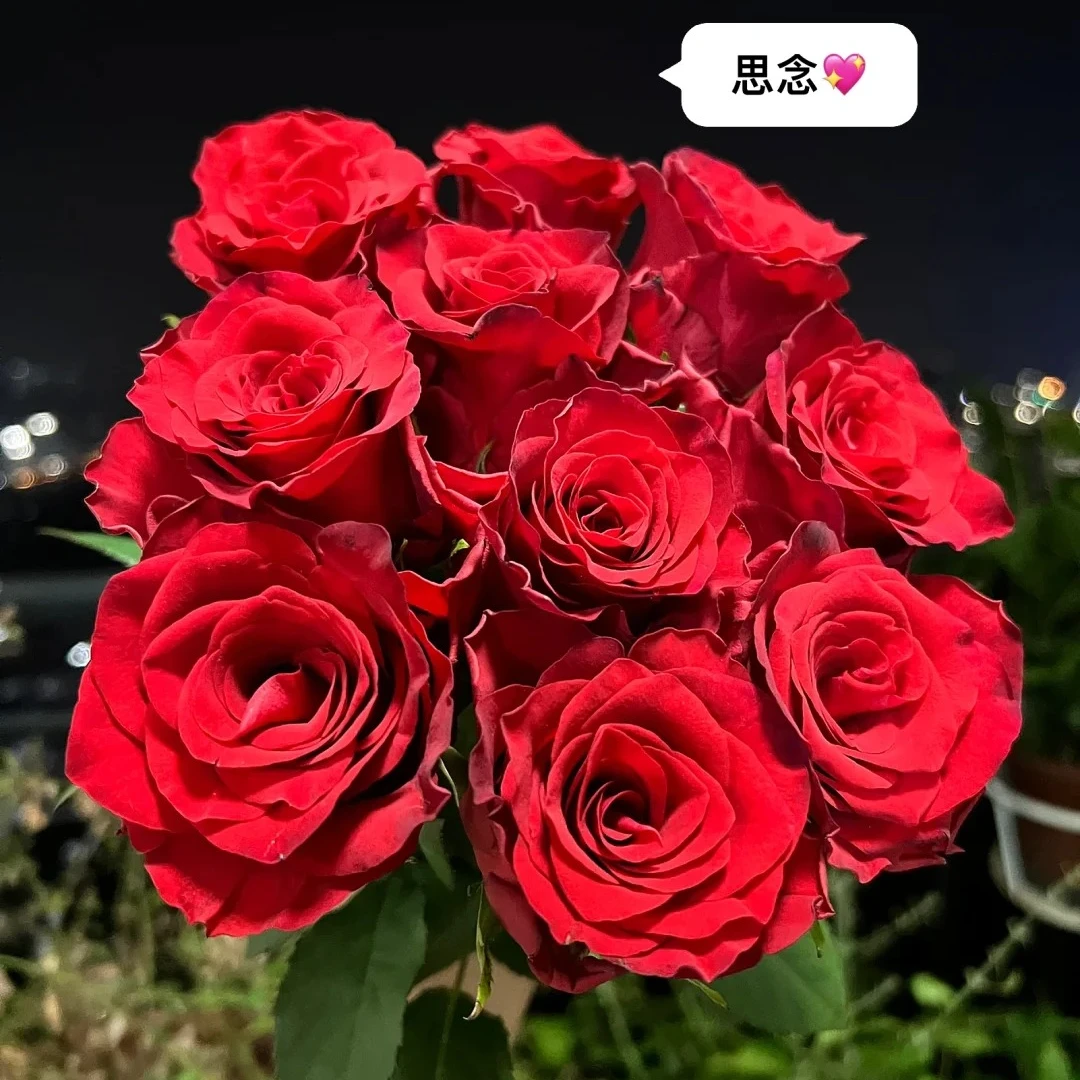 【17号活动专属】思念高品质红色玫瑰 直播间专属特惠 倾诉深沉爱意