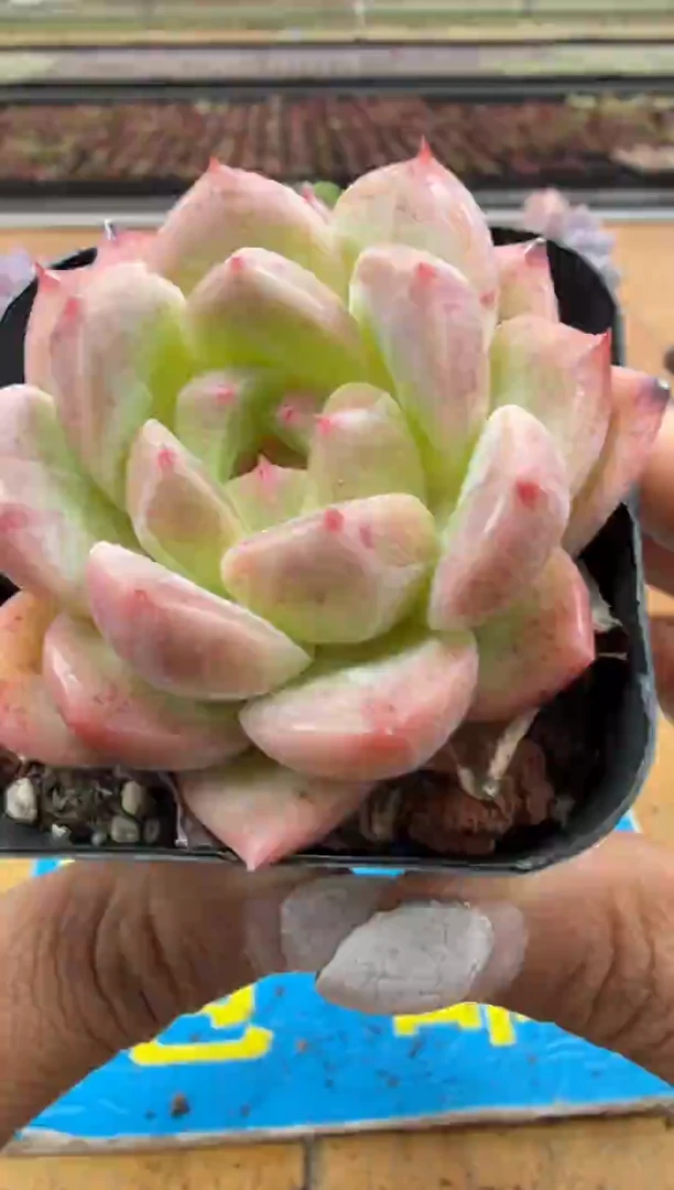 东云多肉园二店-518