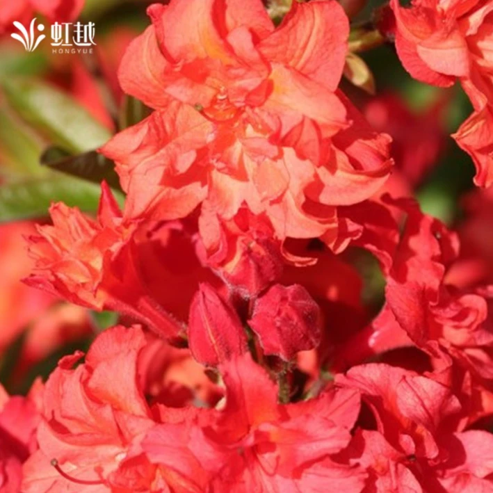 虹越进口 |落叶杜鹃“重瓣火焰”C5庭院阳台花园耐寒花灌木好养