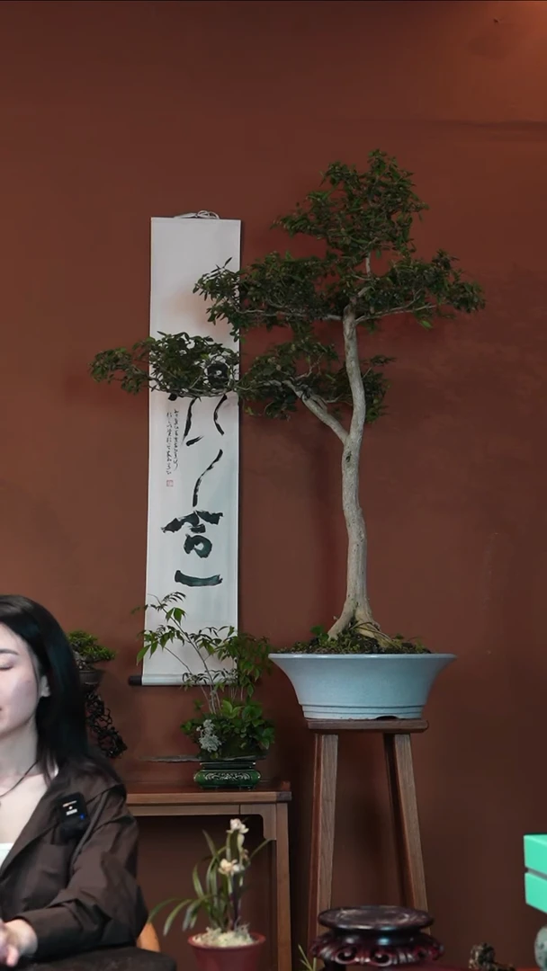 无花朵闲**人黄杨I盆景盆景盆景