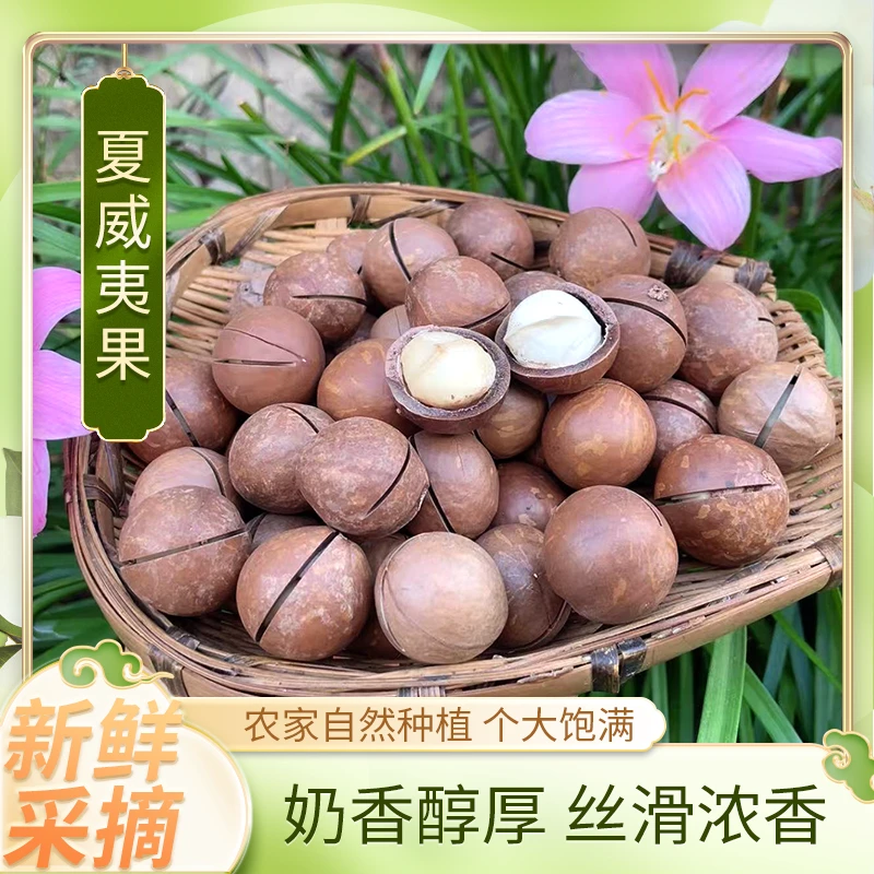 夏威夷果 农家种植新鲜采摘个大饱满奶香醇厚丝滑浓香回味无穷