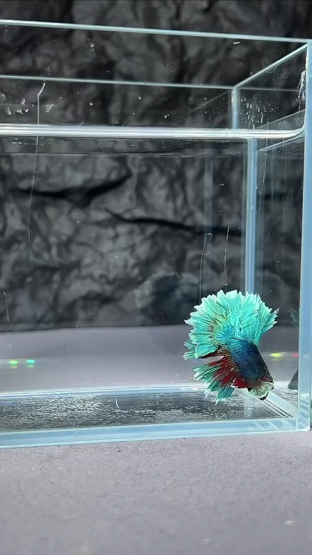 斗鱼竞拍链接071