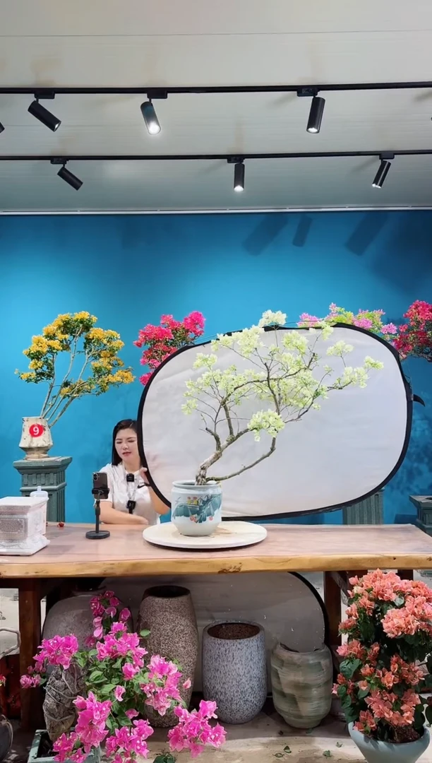 全部花朵绿叶樱花三角梅