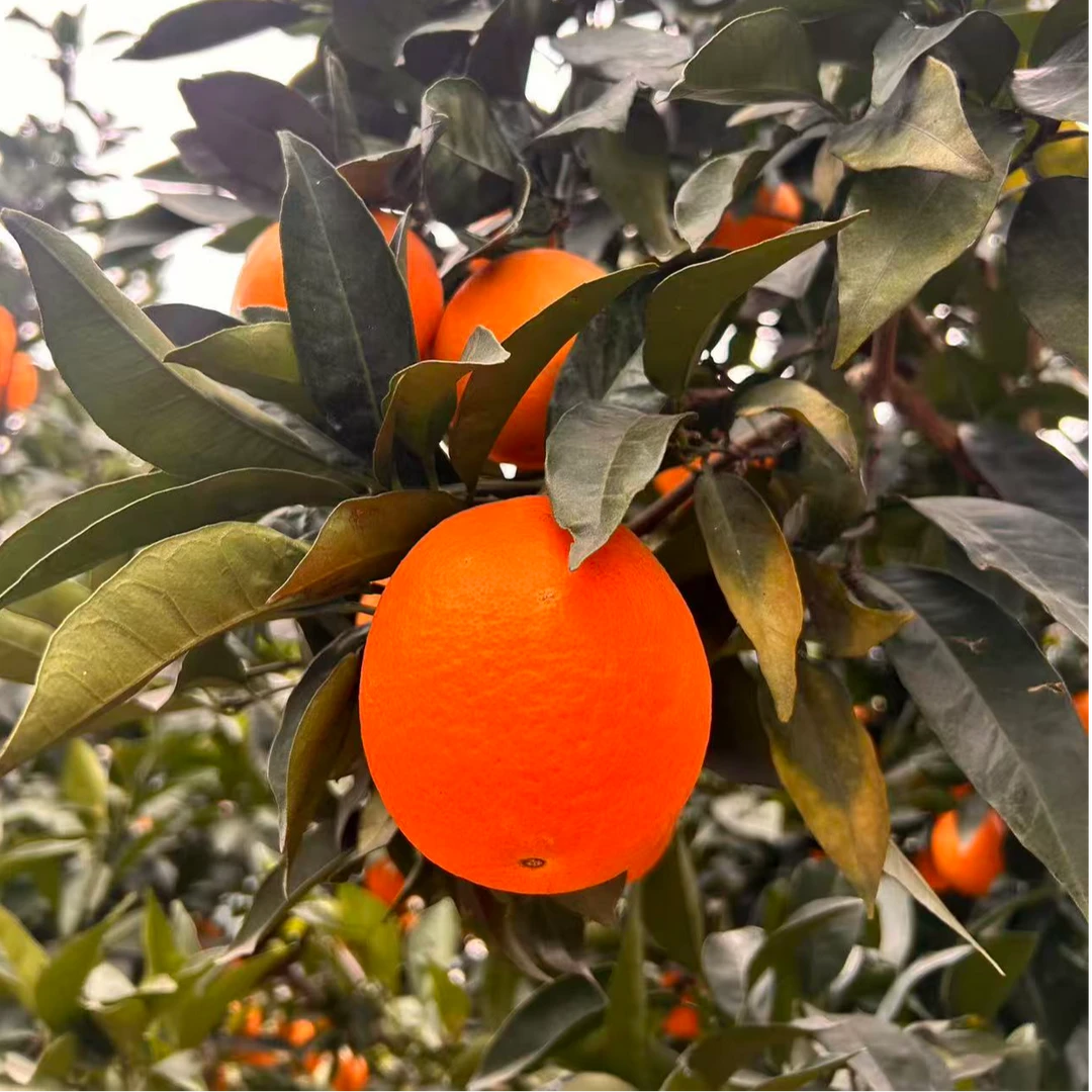正宗高山脐橙皮薄肉厚多汁当季新鲜采摘果园直发
