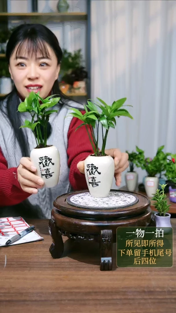 【闪购商品】1--竹柏欢喜随机