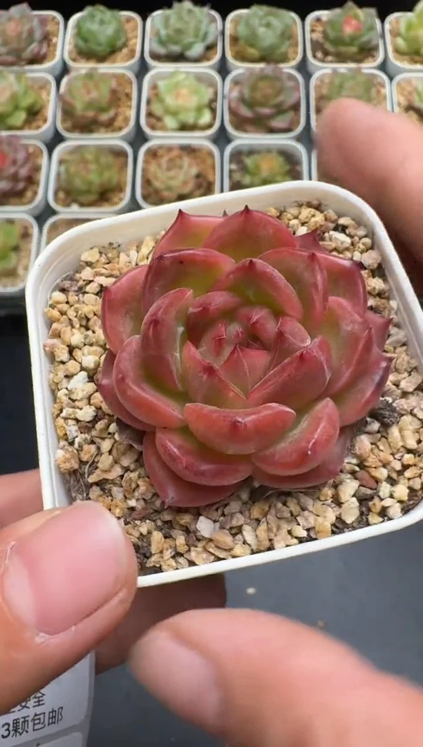 143G云禹多肉植物 脱土纸巾打包 3颗包邮