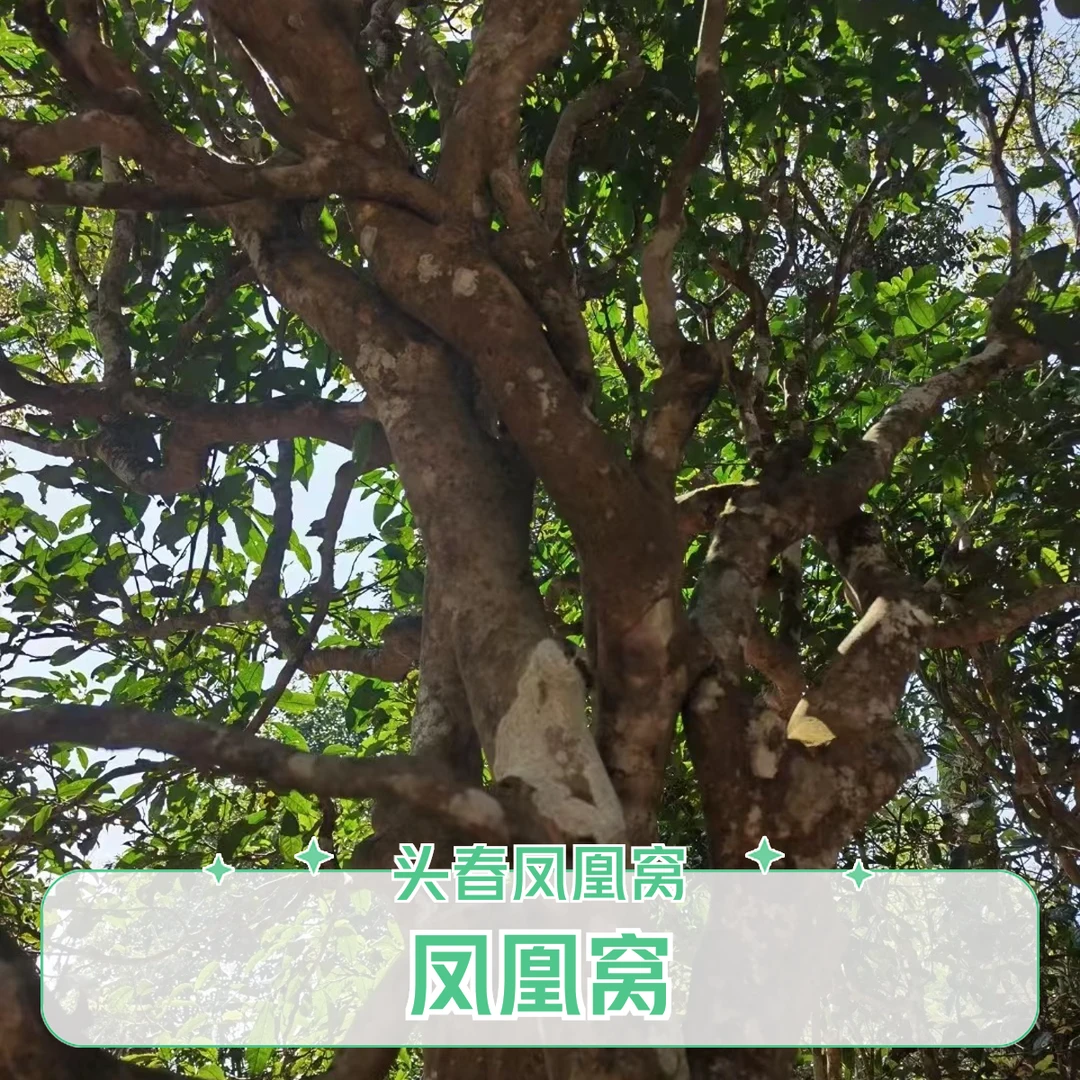 2024头春凤凰窝 散茶 生茶   WR